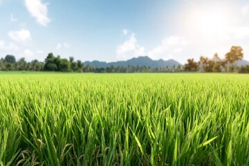 Fototapeta premium green rice field under bright sky, natural farm scenery