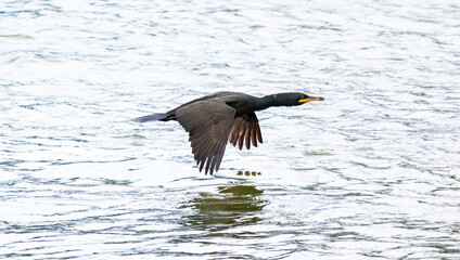 Cormorant In the water