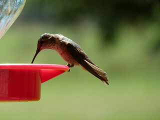 hummingbird and bee feeding