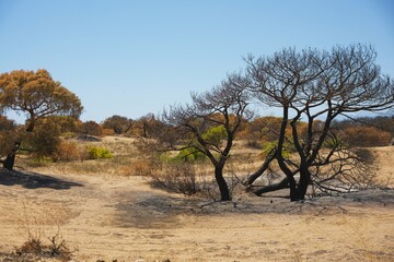 Charred Trees in Antalya After Devastating Wildfire Disaster 