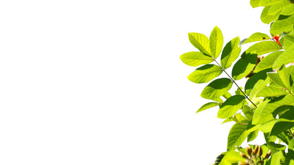 Isolated green tree top leaves with clipping paths on white background