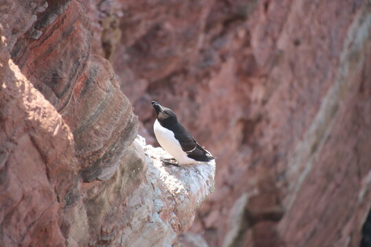 Razorbill (Alca torda) on the Heligoland cliffs