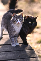 Two cats gray and black together outdoors in a sunny day
