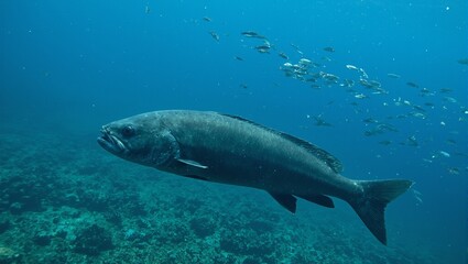 Fototapeta premium Sleek sea bass swimming with smaller fish in clear ocean waters
