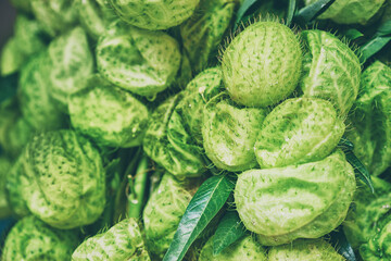 Fototapeta premium Close-Up of Vibrant Green Balloon Plant Pods in Natural Light