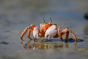 Krab plażowy 4 © 3photo