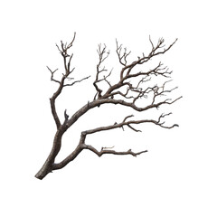 Fototapeta premium Isolated bare tree branch with multiple sub-branches on transparent background. perfect for natural and organic-themed concepts