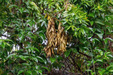 Dry leaves hang on a broken twig on a live plant