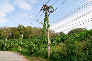 A utility pole covered with climbing plants in a lush green landscape.