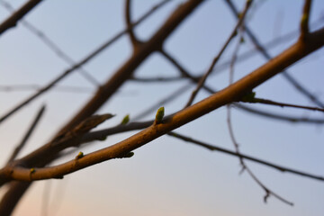 A barbed wire fence entwines with a snow-covered tree branch, a stark contrast of nature and man-made restraint