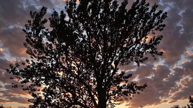 Silhouette of a tree against a colorful sunset sky, captured from a low angle. The video style emphasizes natural beauty and tranquility.