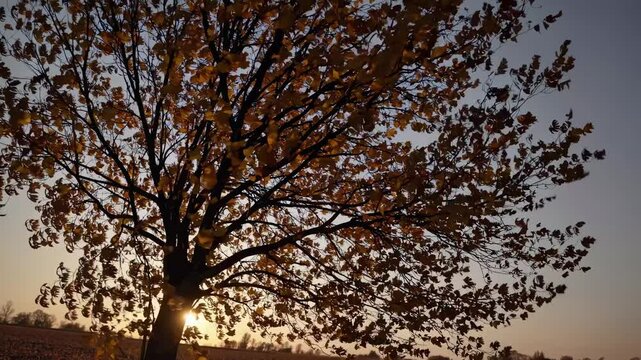 A low-angle video captures a solitary tree with golden leaves in a field at sunset, emphasizing the serene beauty of autumn and nature's tranquility.