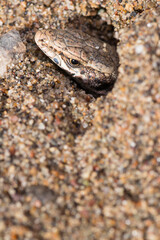 Close-Up Of A Reptile Partially Buried In Sand With Observant Eye