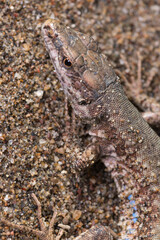 Close-Up of a viviparous lizard in Its Natural Habitat