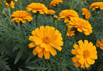 Fototapeta premium yellow flowers on a green background