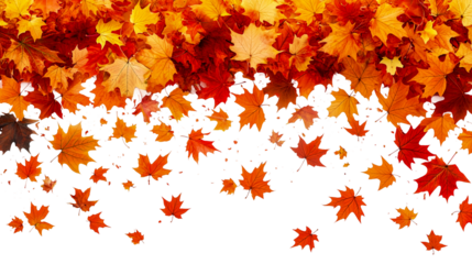 Red, orange, and yellow maple leaves  isolated on transparent background