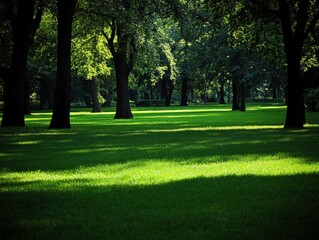 Fototapeta premium Green lawn in forest park during sunny day. Relax background for posters, website, or any media