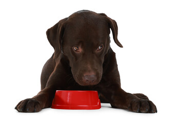 Cute dog waiting for pet food near empty bowl on white background