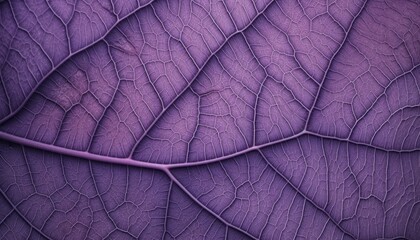 Obraz premium Vibrant purple leaf close-up detailed structure, nature, botanical. Wallpaper, texture, biology