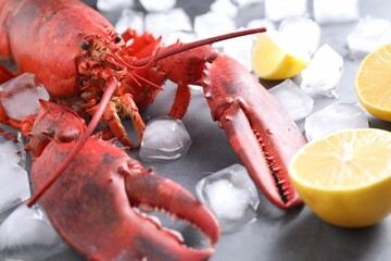 Delicious boiled lobster with ice cubes and lemon pieces on grey table, closeup