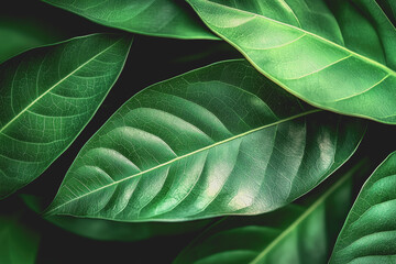 Close up of a green leaf with detailed texture and veins in natural light