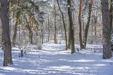 A tranquil winter forest covered in fresh snow. Sunlight filters through the tall pine trees, casting soft shadows on the ground. A peaceful nature scene perfect for relaxation and exploration.