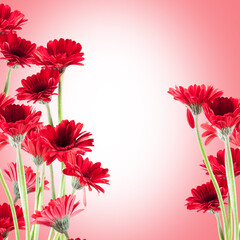 beautiful red Gerberas for St. Valentine's Day