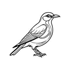 Black and white line drawing of a bird.