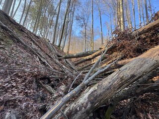The image shows a pile of broken tree branches and trunks lying on the ground. In the background, you can see more trees and bushes. It is a sunny day and the trees are without leaves, so it is probab