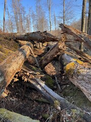 The image shows a pile of broken tree branches and trunks lying on the ground. In the background, you can see more trees and bushes. It is a sunny day and the trees are without leaves, so it is probab
