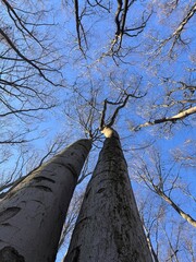 tree in the forest blue sky
