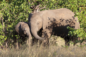 Fototapeta premium Afrikanischer Elefant / African elephant / Loxodonta africana