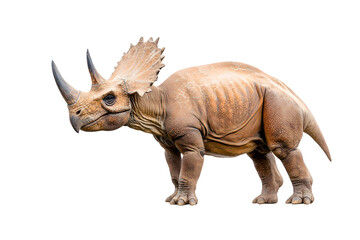 Dino triceratops isolated on white background