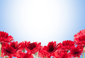 beautiful red Gerberas for St. Valentine's Day