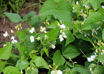 Common bean (Phaseolus vulgaris) is blooming in the garden