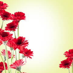beautiful red Gerberas for St. Valentine's Day