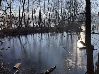 A frozen pond surrounded by leafless trees reflects the sunlight. The icy surface glistens, with fallen branches and logs partially submerged. A tranquil winter scene with a touch of wilderness.