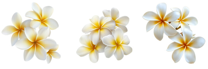 Fototapeta premium Set of a White and yellow frangipani flowers, isolated on transparent background.