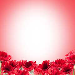 beautiful red Gerberas for St. Valentine's Day