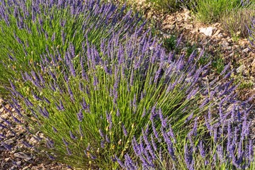 Lavender flowers in a lavender field in Provence, southern France. Beautiful lavender field in summer