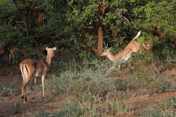 Schwarzfersenantilope / Impala / Aepyceros melampus