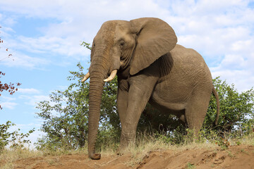 Afrikanischer Elefant / African elephant / Loxodonta africana..