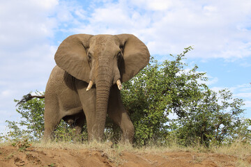 Obraz premium Afrikanischer Elefant / African elephant / Loxodonta africana..