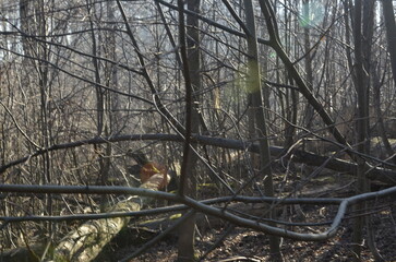 A dense thicket of bare branches and fallen trees in a winter forest. Sunlight filters through the tangled wood, casting shadows and creating a raw, untamed atmosphere of wilderness and decay.