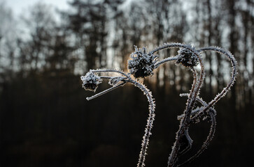 A frost-covered dried plant stands against a blurred background. The delicate ice crystals highlight the intricate details, creating a cold, melancholic, and atmospheric winter scene.