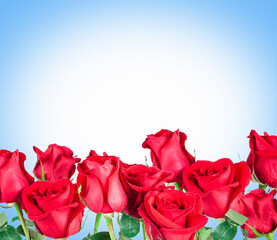 beautiful red Rose for Saint Valentine