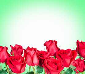 beautiful red Rose for Saint Valentine