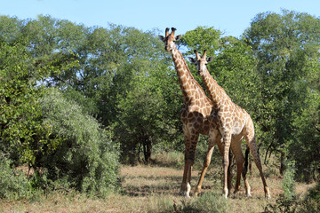 Giraffe / Giraffe / Giraffa camelopardalis