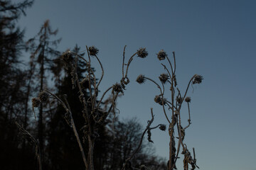 A close-up shot shows a plant covered in frost. The plant is brown and dry, and the frost is white and sparkly. The background is blurred, but it appears to be a field or other natural area.