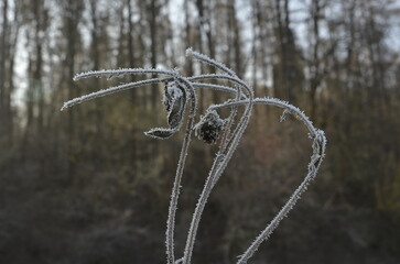 A frost-covered dried plant stands against a blurred background. The delicate ice crystals highlight the intricate details, creating a cold, melancholic, and atmospheric winter scene.